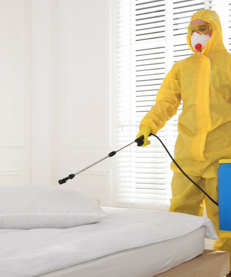 Professional Pest Control Team in Dernancourt